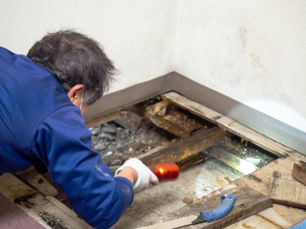 Best Local Mold Removal Service  in Yazoo City, MS