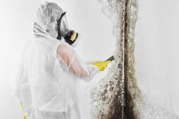 Best Same-Day Mold Removal  in Yazoo City, MS
