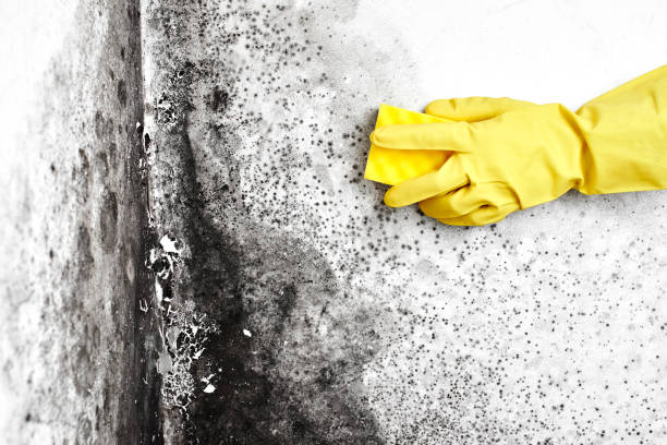 Best Mold Removal Process  in Yazoo City, MS