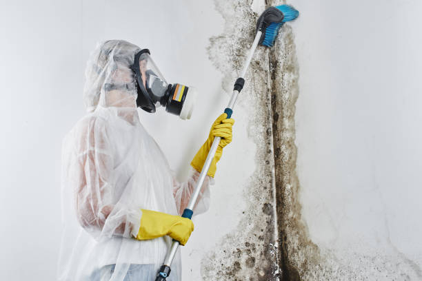 Best Black Mold Removal  in Yazoo City, MS