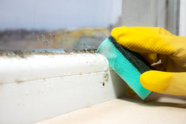 Best Toxic Mold Removal  in Yazoo City, MS