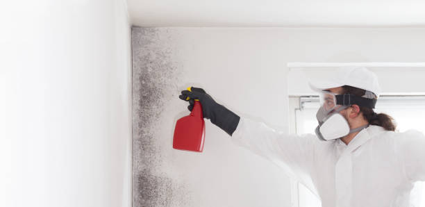 Best Office Mold Removal Services  in Yazoo City, MS