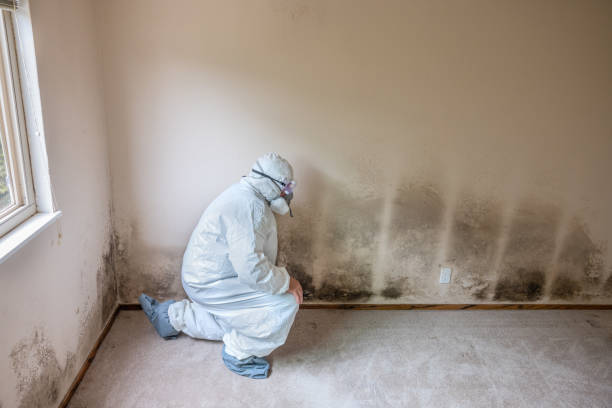 Best Crawl Space Mold Removal  in Yazoo City, MS