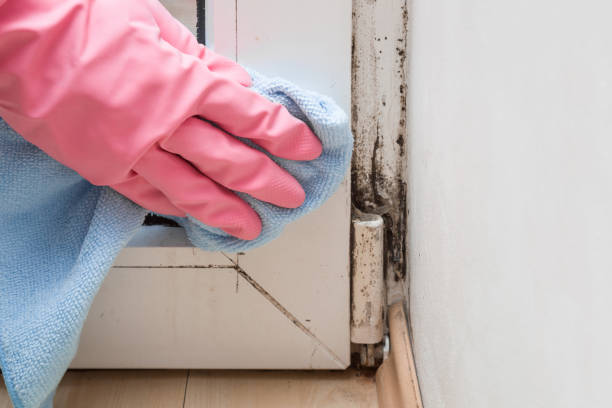 Mold Removal Process in Yazoo City, MS