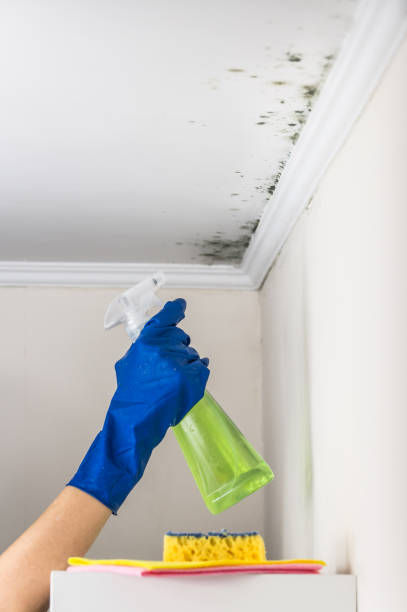 Best Attic Mold Removal  in Yazoo City, MS