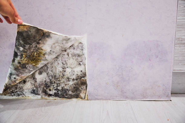 Best Toxic Mold Removal  in Yazoo City, MS